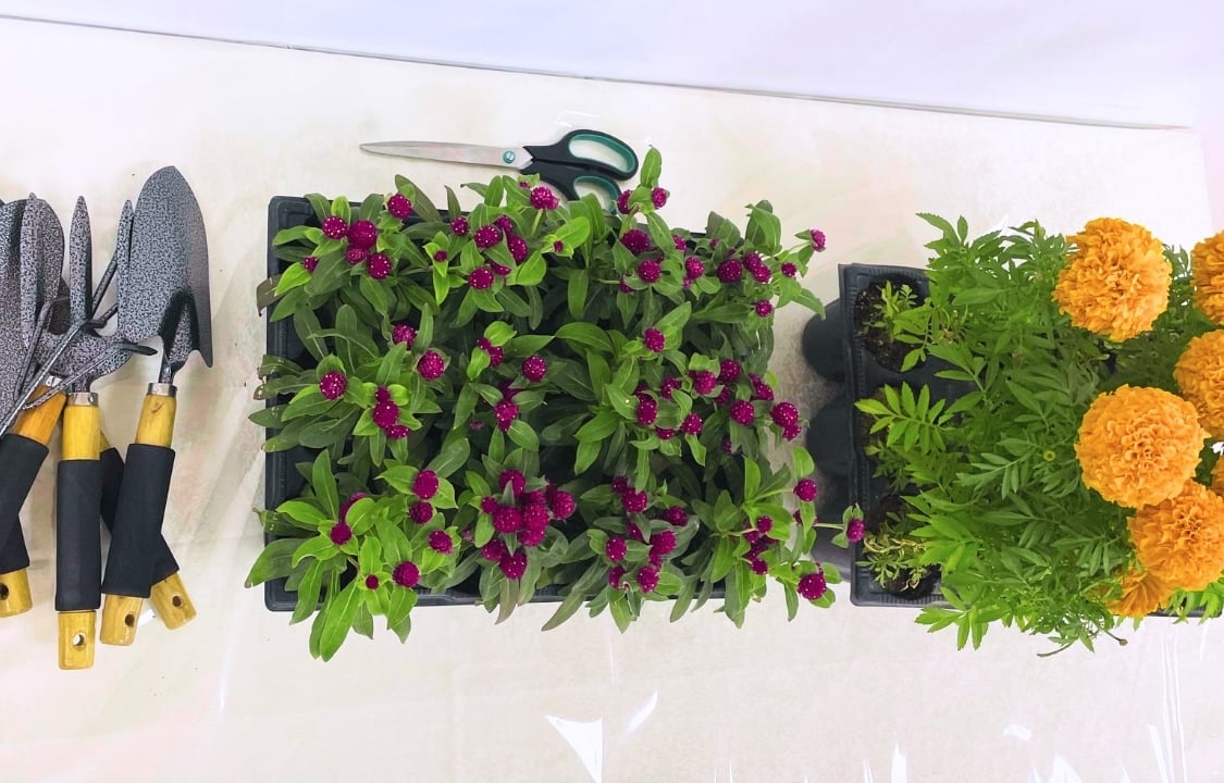 صورة محطة تلوين الأصص